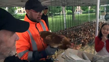 En Alsace, distribution gratuite de poules anti-gaspi