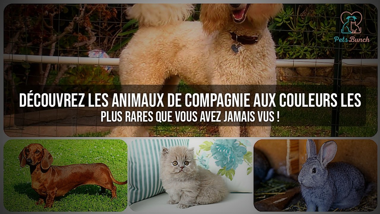 Animaux de compagnie aux couleurs INCROYABLES ! Les teints les plus rares que vous avez jamais vus !