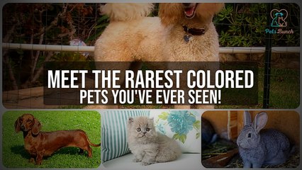 Meet the Rarest Colored Pets You Won't Believe Exist!