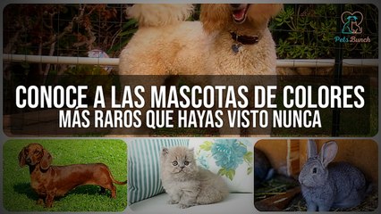 Mascotas de Colores Únicos: Los Más Raros y Sorprendentes