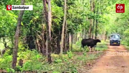 Odisha: Debrigarh Sanctuary Witnessing Significant Gaur Population Increase