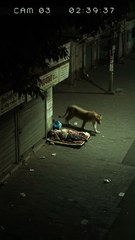 Vídeo viral mostra leoa cheirando homem dormindo na rua e indo embora, mas pode ser falso