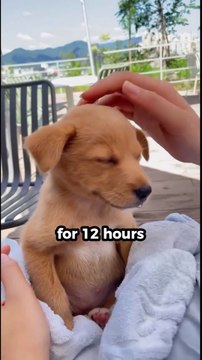 10 Amazing Facts About Dogs #facts #amazingfacts #dog #dogfacts #dogshorts #ytshorts #shorts