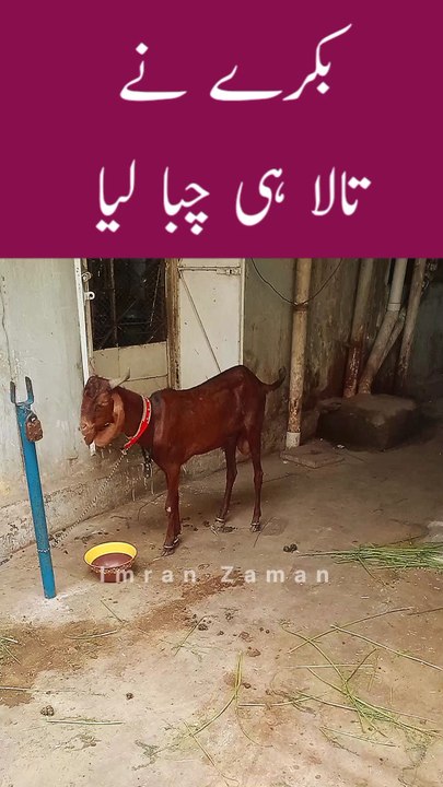 BAKRY ne TALA hi CHABA Lia😲