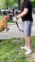 Dog Who Used To Nip Becomes Gentle Protector For His Baby Sister 👶🐶❤️