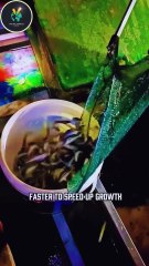 Why Tilapia is Now a 5-Star Secret (Not Just Cheap Fish!) 🐟✨