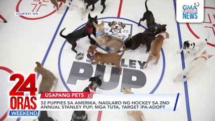 ONLINE EXCLUSIVE – 32 puppies sa Amerika, naglaro ng hockey sa 2nd Annual Stanley PUP; mga tuta, target ipa-adopt | 24 Oras Weekend