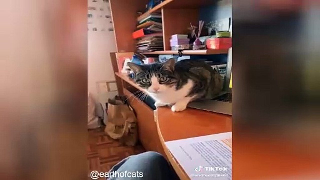 Vos Chats Vont Adorer Ces Vidéos_1748462584