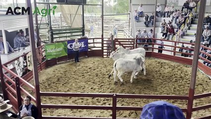 Gympie Brahman Female Sale record broken by Brahrock heifer