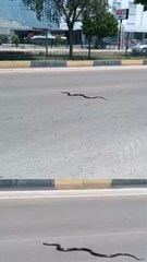 ثعبان الصل الأسود Desert Black Snake