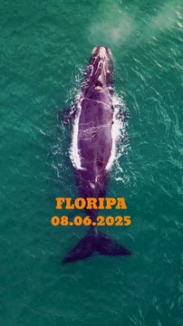 VÍDEO: Mãe e filhote de baleia-franca são flagrados em Florianópolis