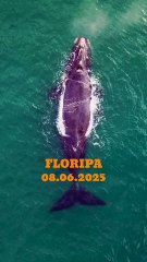 VÍDEO: Mãe e filhote de baleia-franca são flagrados em Florianópolis