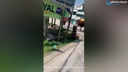 VIRAL, AKAN DISEMBELIH SAPI KURBAN MALAH LEPAS DAN LARI KE JALANAN
