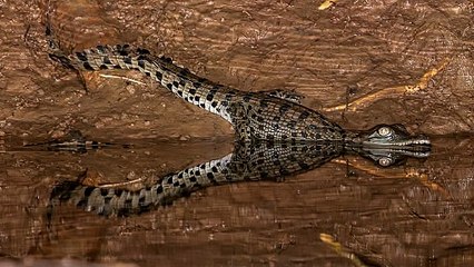 Natures Reflection Scutie