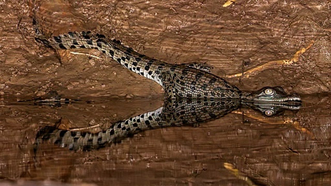Natures Reflection Scutie