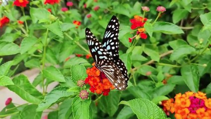 Beautiful butterfly nature video//nature calm relaxing