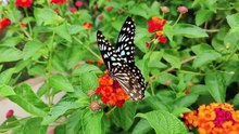 Beautiful butterfly nature video//nature calm relaxing