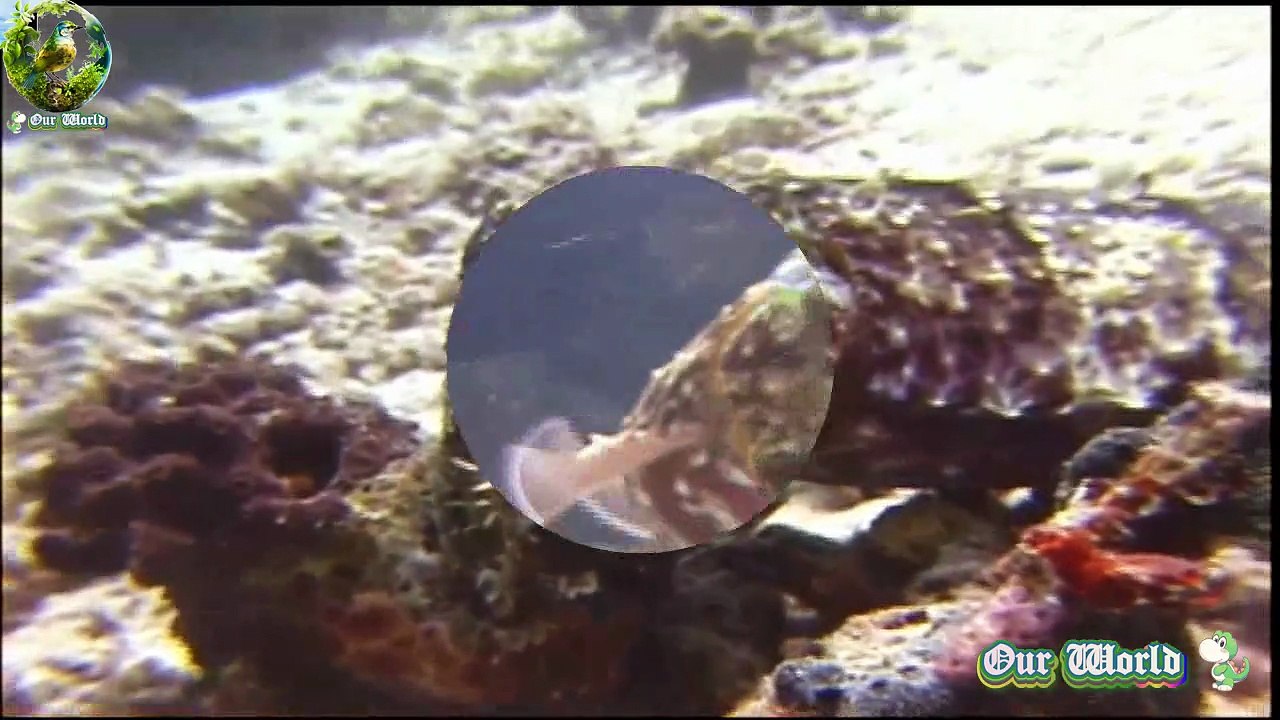 Cuttle Fish