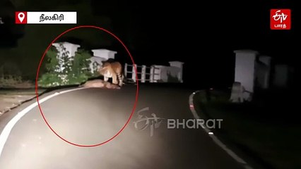 மானை வேட்டையாடும் புலி! இணையத்தில் வைரலாகும் வீடியோ!