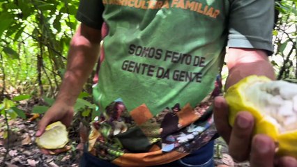 'Matriz do Chocolate' revela uma nova rota econômica e turística em solo alagoano