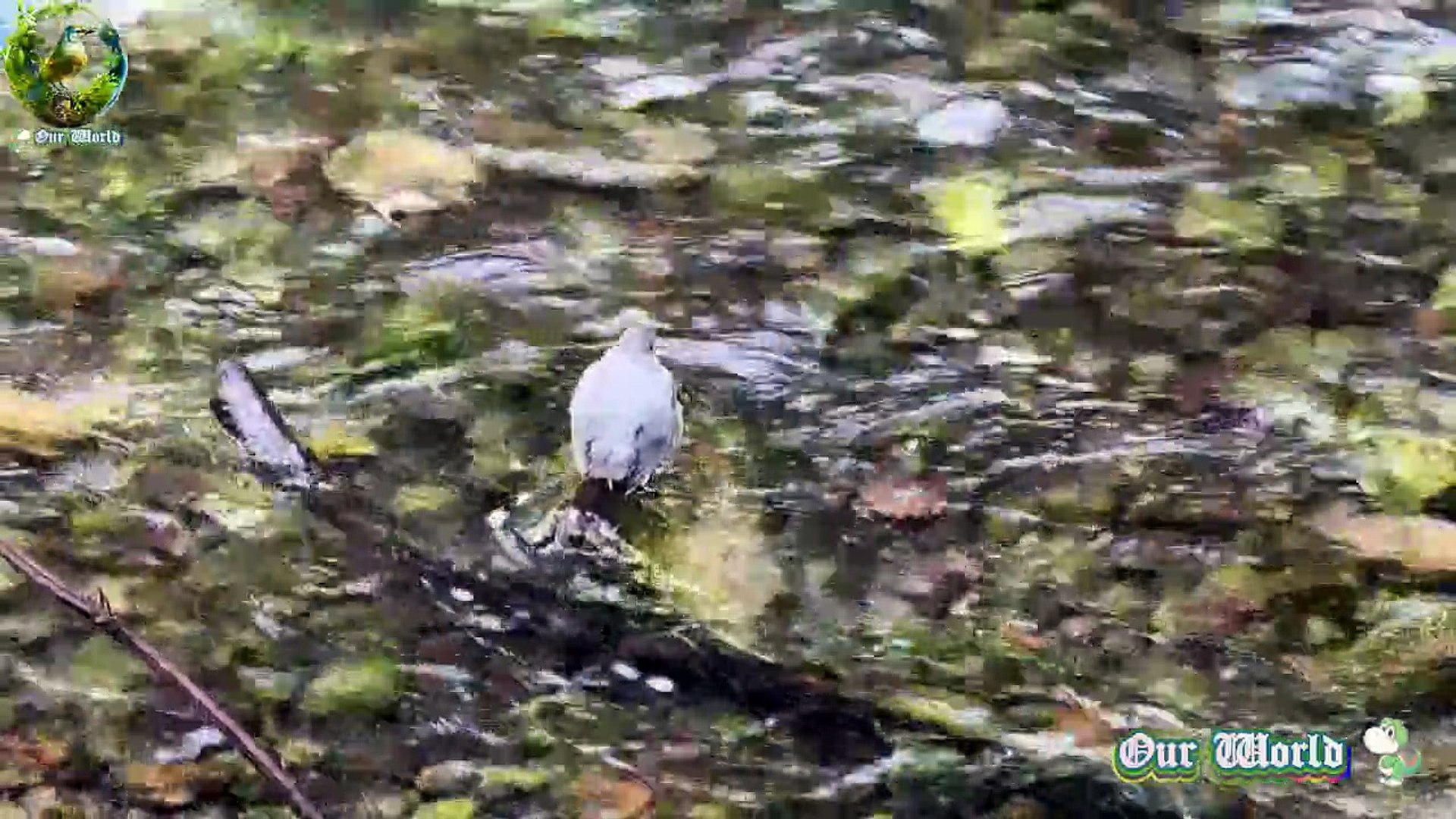 ⁣American Dipper - Cute Aquatic Song Bird - Water Ouzel