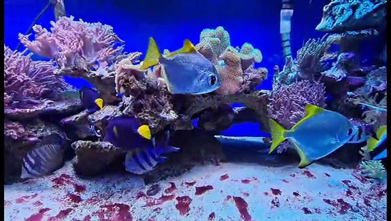 Beeindruckende Meereswelt im Oceanarium in Misdroy