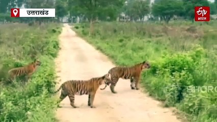 कॉर्बेट पार्क के ग्रासलैंड पर तेजी से फैल रहा लैंटाना, उन्मूलन के लिए इस पद्धति पर होगा काम