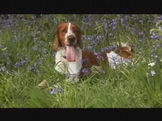 Prudence the Welsh Springer Spaniel