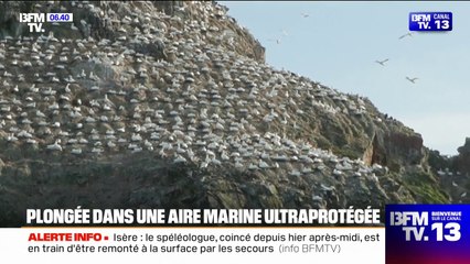 L'île Rouzic, un sanctuaire de biodiversité unique en France