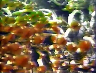 Volcanoes of the Deep