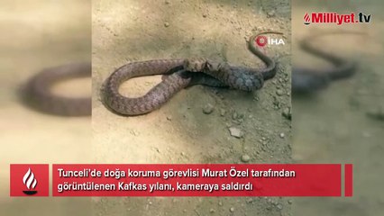 Tunceli’de Kafkas yılanı kameraya saldırdı
