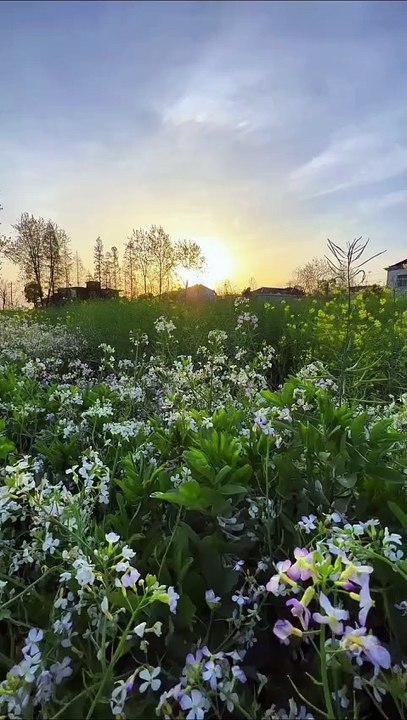 Golden Hour Sunset Over White Flower Field: Nature's Tranquil Glow
