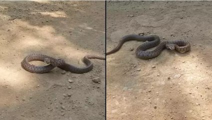Tunceli’de, Kafkas yılanı kameraya böyle saldırdı