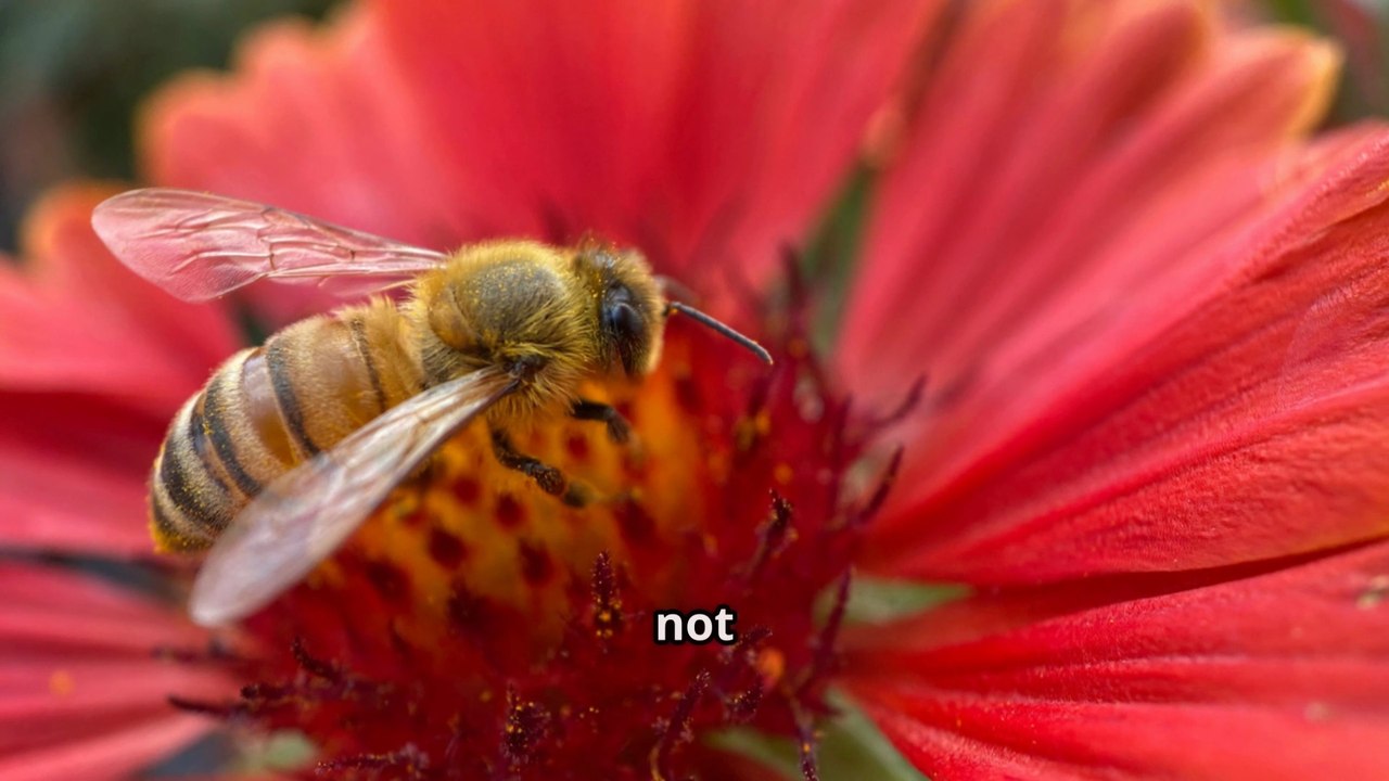 Can We Still Save The Bees and Our Food Supply ? Are We Too Late ?