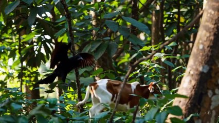 The Crow, the Cow, and the Tiger – A Panchatantra Tale of Wisdom and Deceit