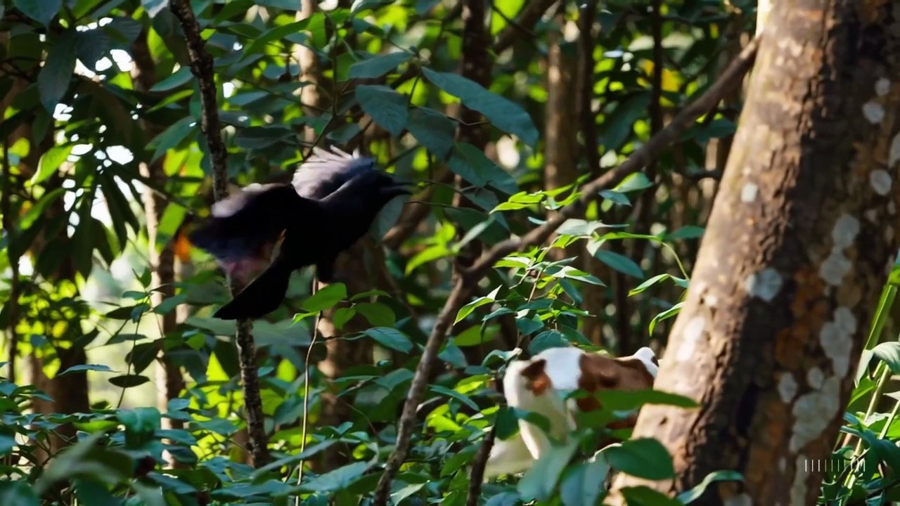 Le Corbeau, la Vache et le Tigre – Une Fable du Panchatantra sur la Tromperie et la Loyauté