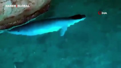 Tatilciler, mağarada Akdeniz fokuyla karşılaştı