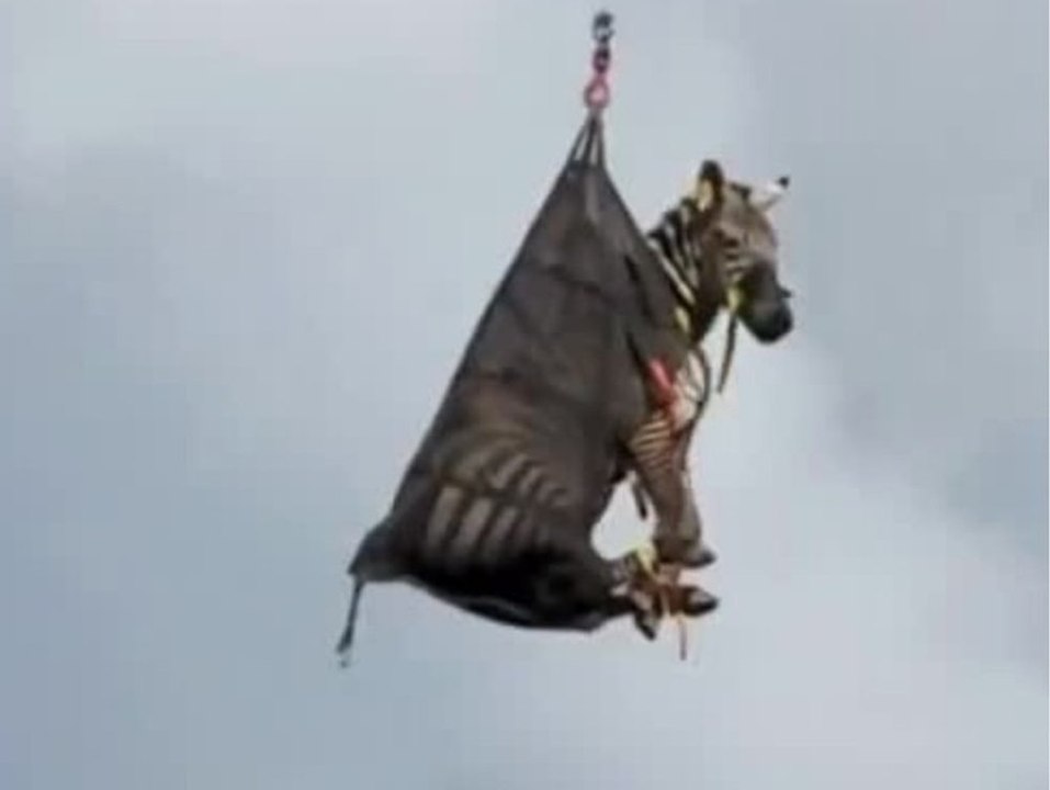 Per helikopter: ausgebüxtes zebra wieder eingefangen