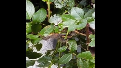 Un couple de merles élève ses petits dans les jardins de la propriété Rosa Mundi à Rougegoutte (90)