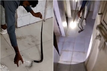 5 फीट लंबा नाग सांप