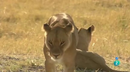 Septiembre: Vida Silvestre en África, Monzones en Tailandia y Arrecifes