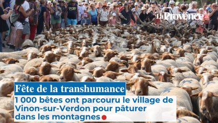 Fête de la transhumance : 1 000 bêtes ont parcouru le village de Vinon-sur-Verdon
