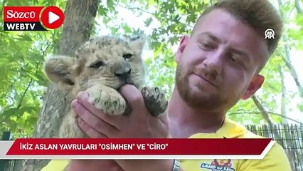 İkiz aslan yavruları "Osimhen" ve "Ciro" yaşam parkının maskotu oldu