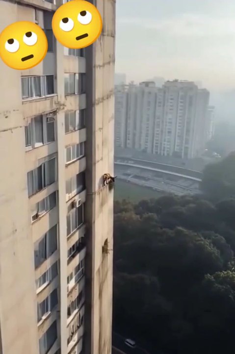 Cute animals 🙄cute pets #shorts #goats #anmals