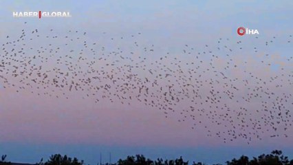Sığırcık kuşlarının gökyüzündeki mest eden dansı