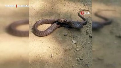 Yer Tunceli... Kafkas yılanı bir anda saldırdı