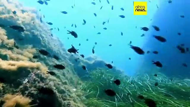 Climat : vers une ratification du traité sur la haute mer ?