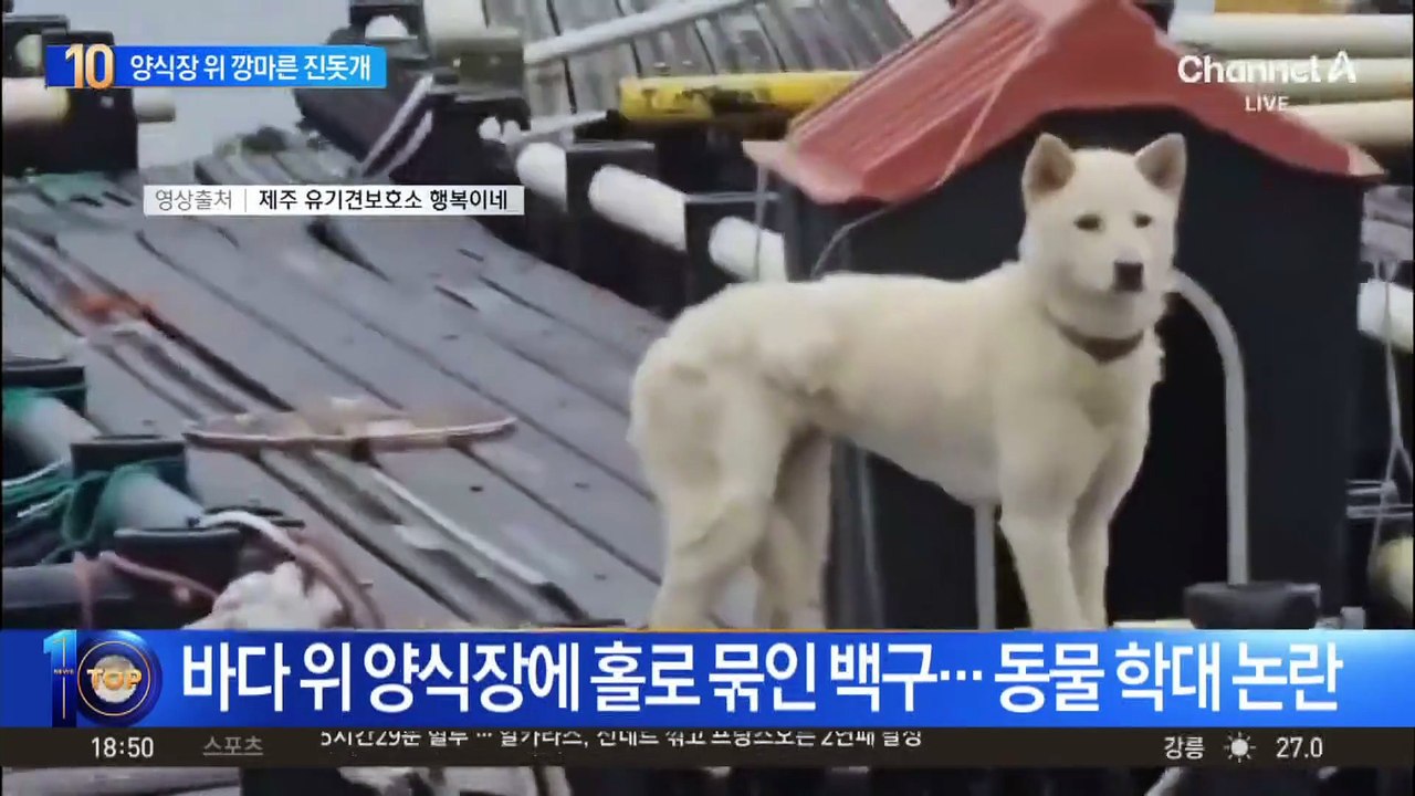 바다 위 양식장에 홀로 묶인 백구…동물 학대 논란