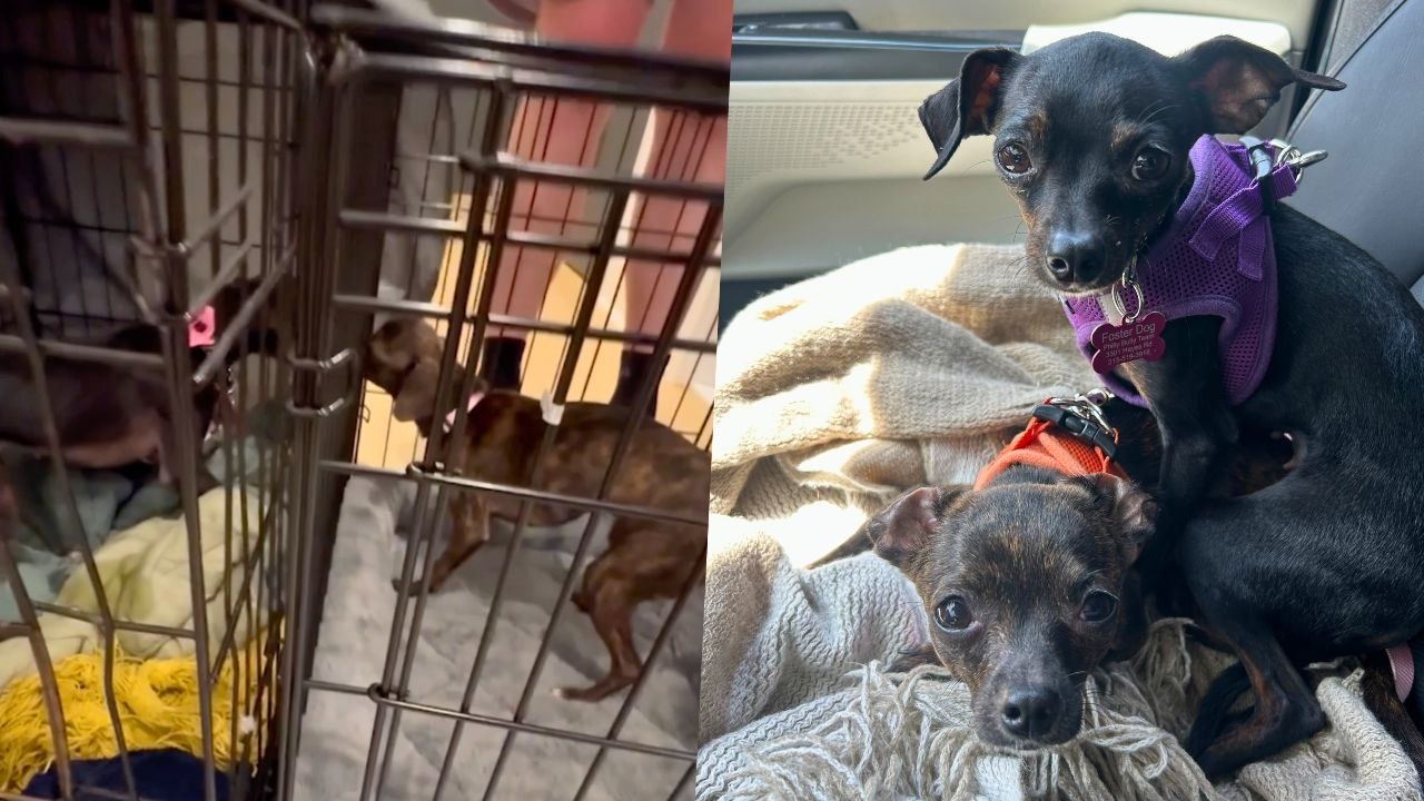 Sibling Rescue Dogs Sent To Different Foster Homes Reunited | Happily TV