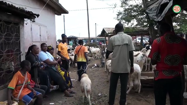 Région-Daloa / Tabaski 2025 : les fidèles musulmans trouvent le mouton trop cher